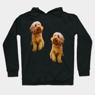 Cavapoo Cavoodle puppy pattern- cute cavalier king charles spaniel Hoodie